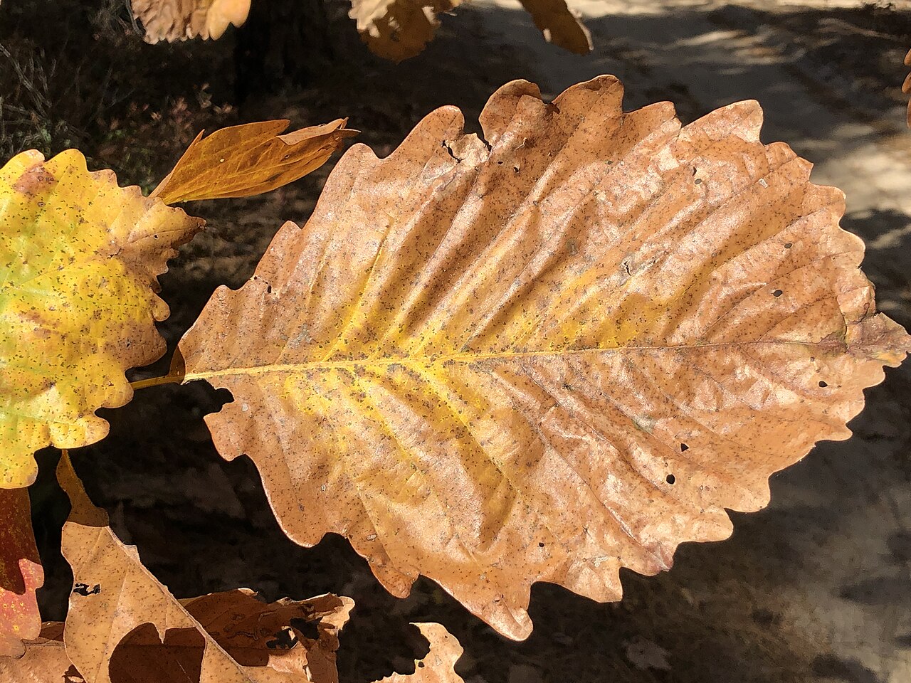 Sapanca’da kestane toplamaya giden 66 yaşındaki kişi ormanda ölü bulundu