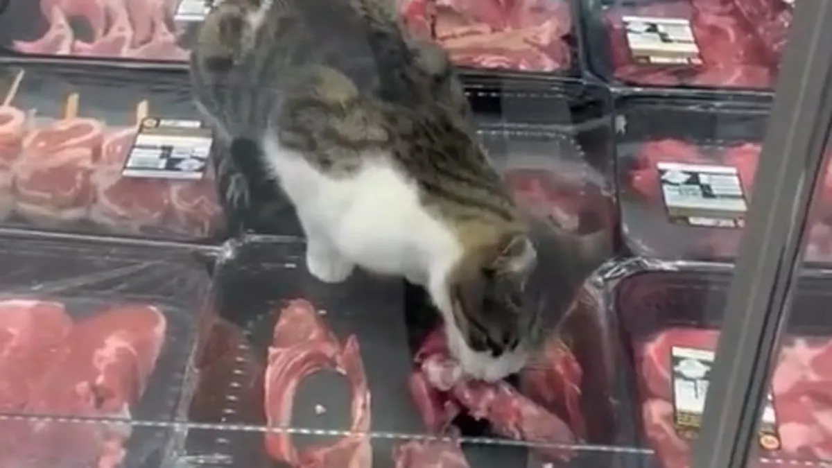 Mudanya market kedi görüntülerinin ardından işletmeye 52 bin 800 TL idari para cezası kesildi