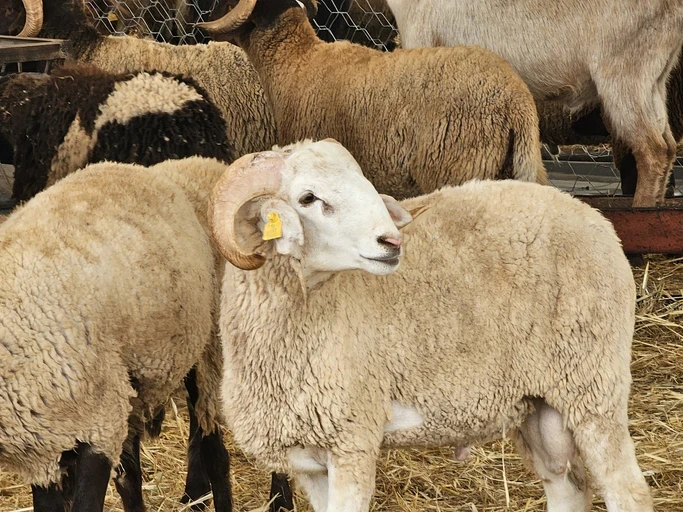 2027 Resmi Tatilleri Açıklandı: Ramazan ve Kurban Bayramı Detayları